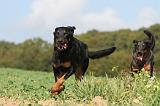 BEAUCERON 536